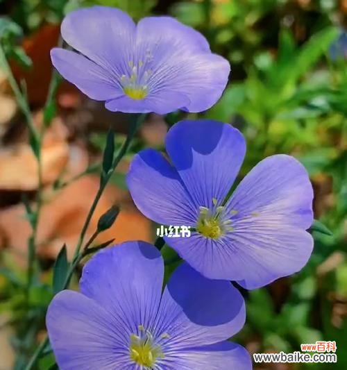 表达感激之情 感谢之花-康乃馨的花语