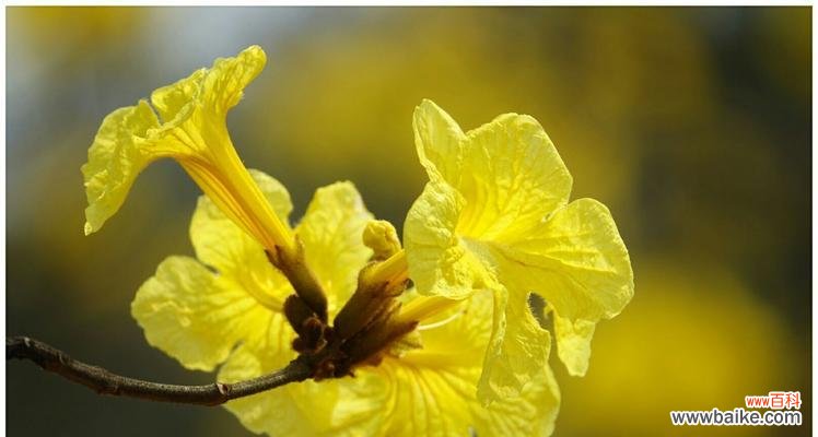 百合花的花语与感恩的真谛 感恩感谢，以百合花开启美好人生