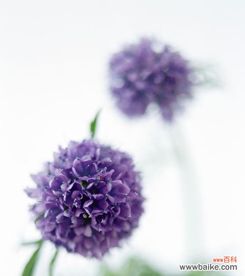 百合花的花语与感恩的真谛 感恩感谢，以百合花开启美好人生