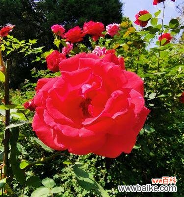 以郁金香为例 感恩之花——向生活致谢的美丽花朵