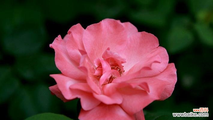 以康乃馨为表达感恩的花语 感恩之花