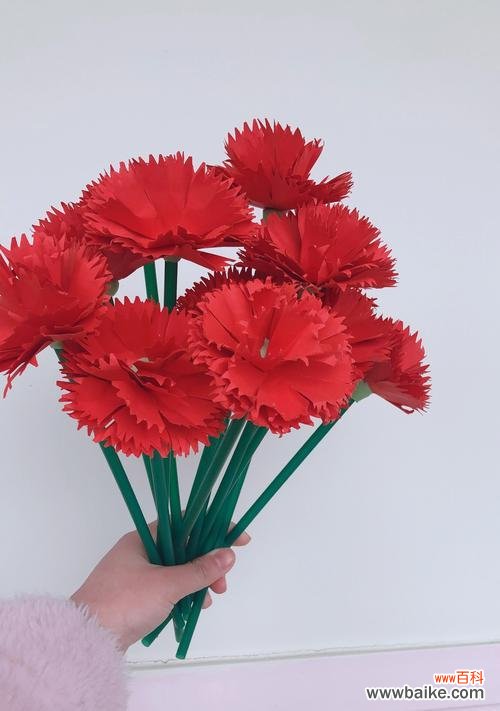 以康乃馨为表达感恩的花语 感恩之花