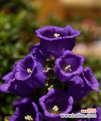 以康乃馨为表达感恩的花语 感恩之花