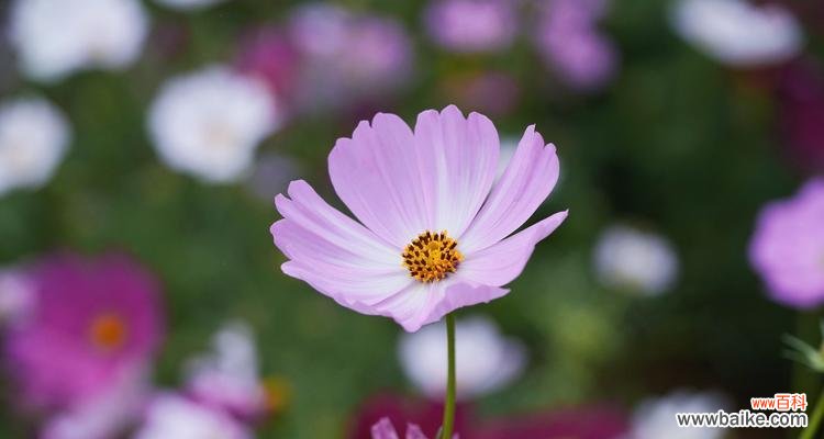 告别的花语——在白色郁金香的芬芳中道别 告别的花语