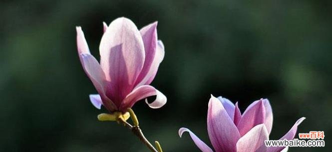 告别的花语——在白色郁金香的芬芳中道别 告别的花语