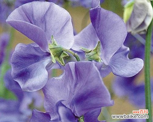 一朵花背后的神秘气质 高冷花语揭秘