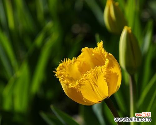探索神秘的蓝罂粟花语 高贵神秘之花语——蓝罂粟的魅力