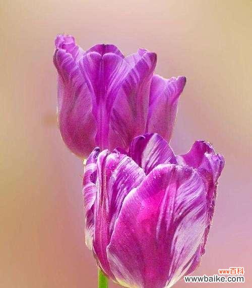 探索神秘的蓝罂粟花语 高贵神秘之花语——蓝罂粟的魅力