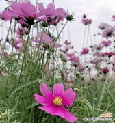 传递阳光与勇气的向日葵花语 花语鼓励人——以向日葵的花语为例