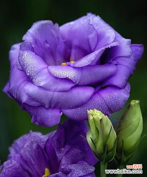 一朵孤独花的迷失之旅 孤独迷茫