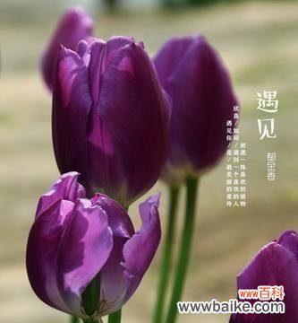 揭秘孤独之花所传达的内涵与情感 孤独之花的花语探究