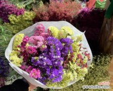 迎接春天的初恋 花语归来-一朵花的故事