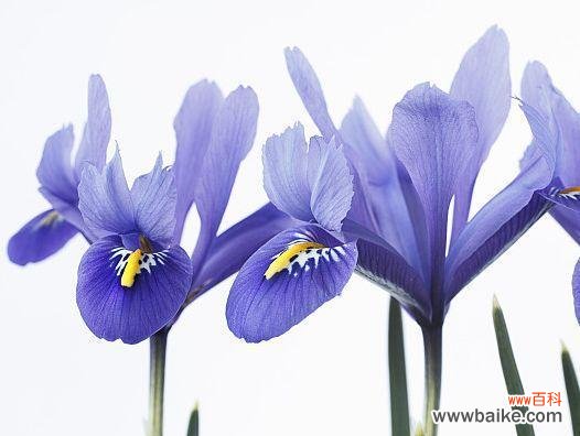 迎接春天的初恋 花语归来-一朵花的故事