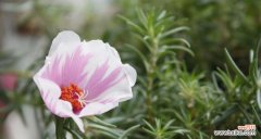 阳光的微笑 光明的花语——以向日葵为主题的文章