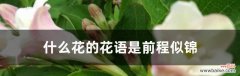 太阳花传递希望与勇气的力量 以太阳花为主题的花语——光的启示