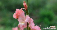 赏樱感受自然之美 和谐花园之樱花