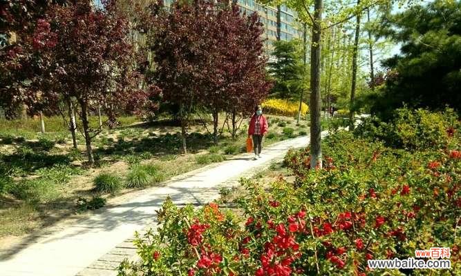 倾听红丁香花语 红丁香花语