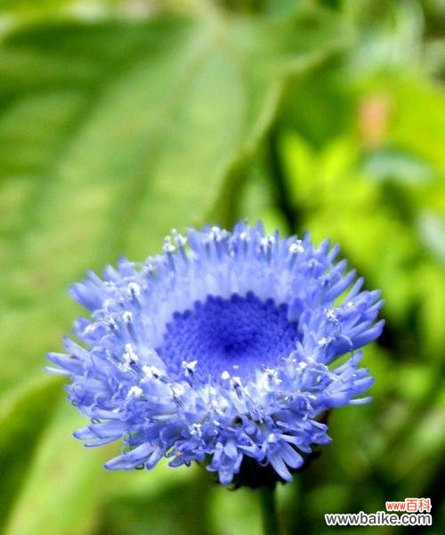 白玫瑰花语传递着记忆的力量 怀念过去的美好时光——以白玫瑰的花语为主题的文章