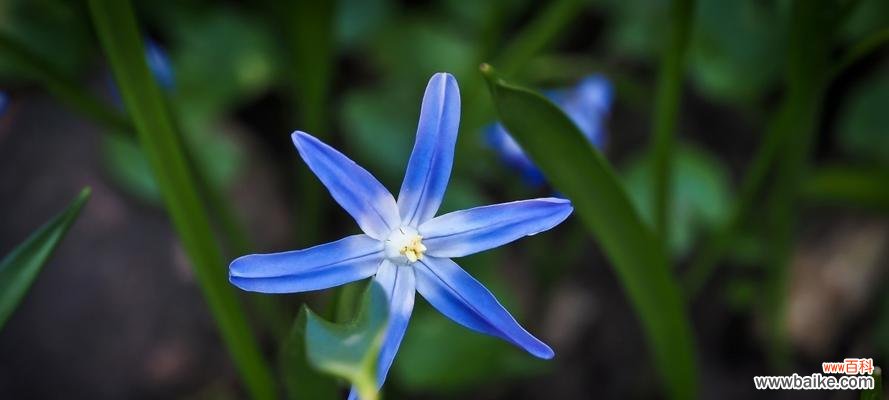 菊花的花语与生命之旅 以菊花为主题的文章