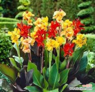 以菊花为象征的坚毅 坚强如花——探寻以菊花为花语的坚强主题