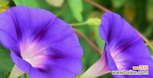 向日葵-阳光的象征 坚持不懈的力量