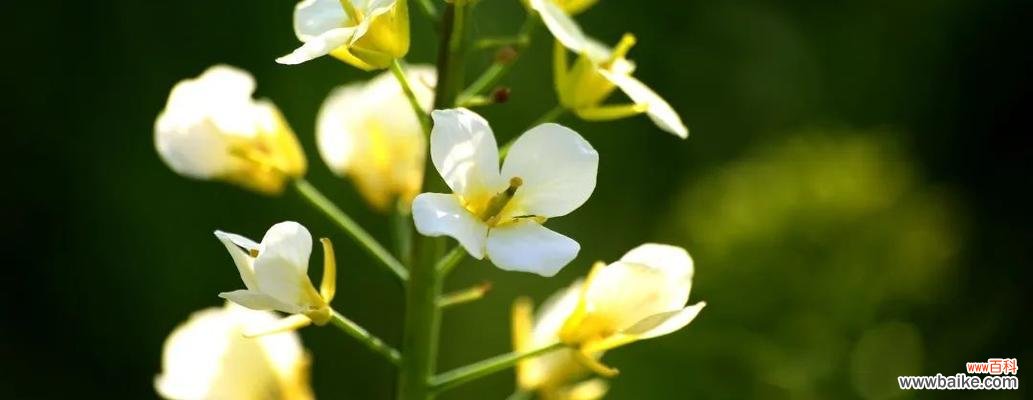 康乃馨花语的积极向上和奋发向前 以康乃馨的花语励志加油,坚持不懈