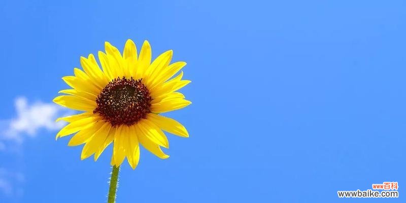 康乃馨花语的积极向上和奋发向前 以康乃馨的花语励志加油,坚持不懈