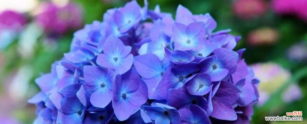 唤醒心灵的芬芳 解脱的花语——百合花