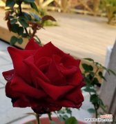 以康乃馨为主题的花语传递别离之情 花语告别，爱情终结之时