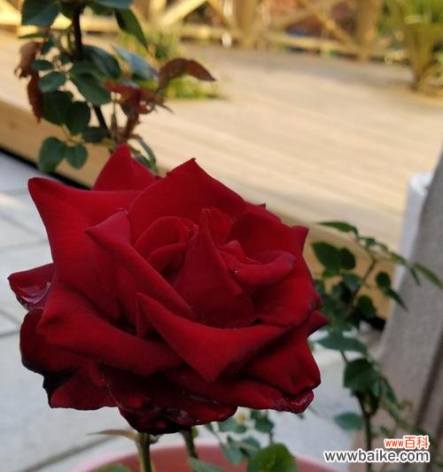 以康乃馨为主题的花语传递别离之情 花语告别,爱情终结之时