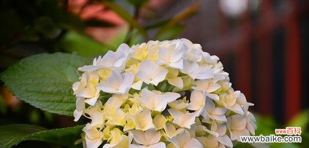 白色玫瑰花语揭示着告别的含义 花语告别