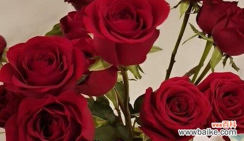 白色玫瑰花语揭示着告别的含义 花语告别