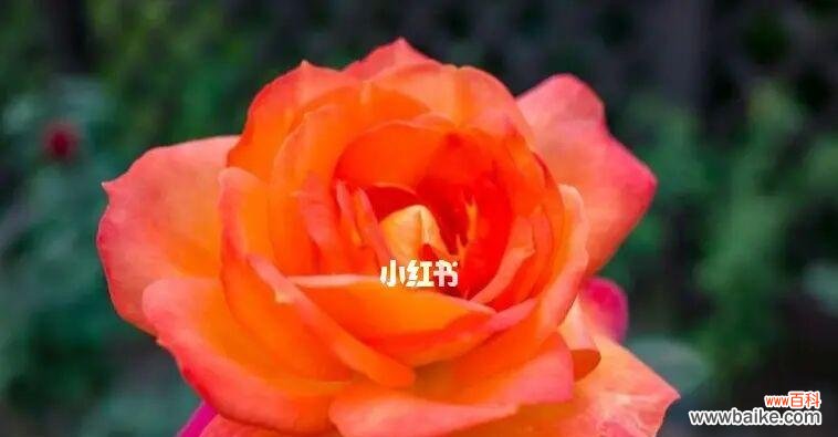 白色玫瑰花语揭示着告别的含义 花语告别