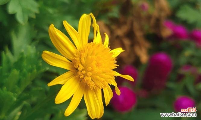 将相隔遥远的心紧密相连的梦想 重逢的希望