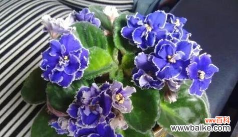 绝交的情感在花语中的象征与启示 以白色玫瑰花的花语为主题的文章