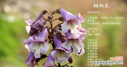 绝交的情感在花语中的象征与启示 以白色玫瑰花的花语为主题的文章