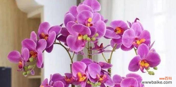 罂粟花的花语解读及拒绝爱情的含义 拒绝爱情的花语——以罂粟花为例