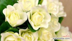 康乃馨花语的拒绝之意 拒绝的花语——以康乃馨为例