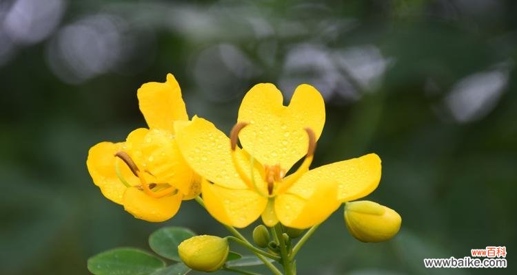 用花语传递快乐的力量 快乐之花——向快乐致敬的花语
