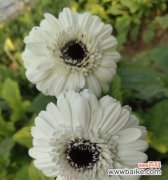 用花语传递快乐的力量 快乐之花——向快乐致敬的花语