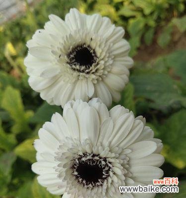 用花语传递快乐的力量 快乐之花——向快乐致敬的花语