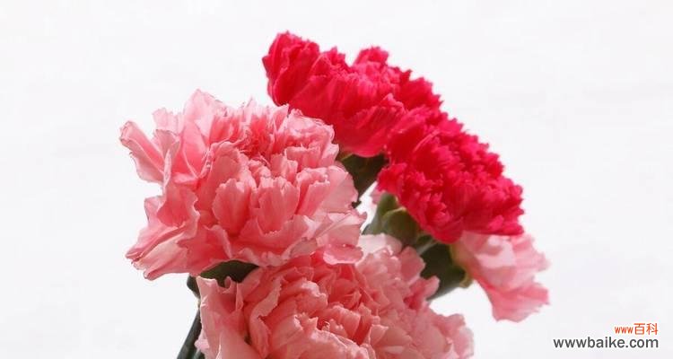 用花语传递快乐的力量 快乐之花——向快乐致敬的花语