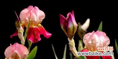 玫瑰花语中的神秘力量 以紫色玫瑰花语为主题的控制之美