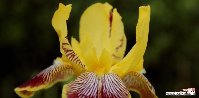 以百合为主题 善良可爱之花——百合的花语