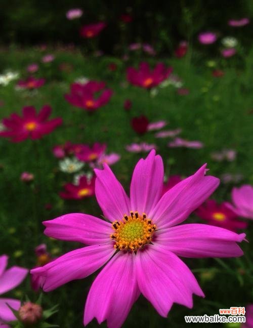 用花语传达可爱之情 可爱之花