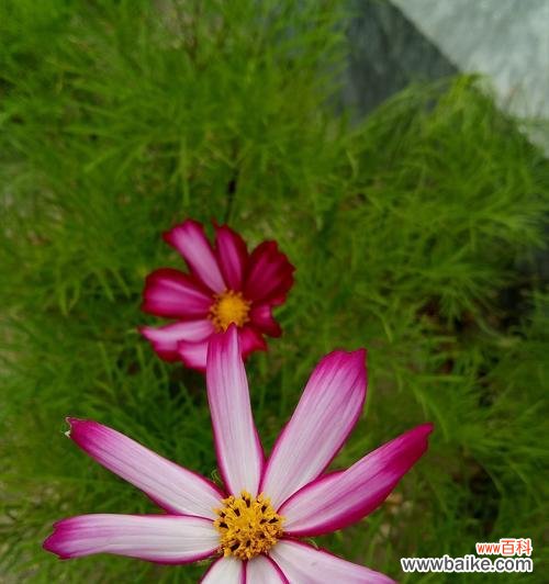 用花语传达可爱之情 可爱之花