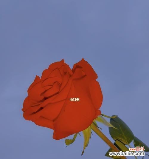 用花语传达可爱之情 可爱之花