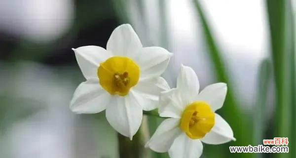 探寻冷漠花语中的情感谜团 冷漠花语——一束冷漠的花朵传递的信息