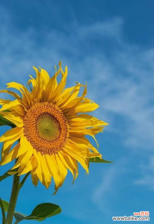 用向日葵传递的乐观情绪与力量 以向日葵花的花语为主题的乐观心态的力量