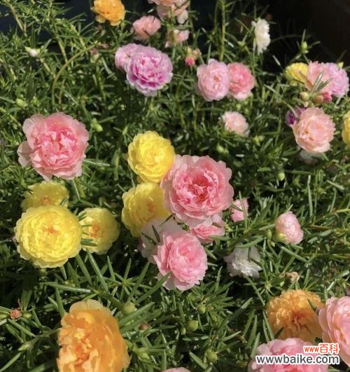 用向日葵传递的乐观情绪与力量 以向日葵花的花语为主题的乐观心态的力量